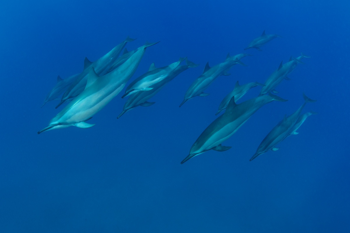 Hawaiian Spinner Dolphin pod cruising by