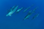 Hawaiian Spinner Dolphin pod cruising by