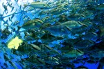 Inside the Aquapod underwater in Hawaii - Velella