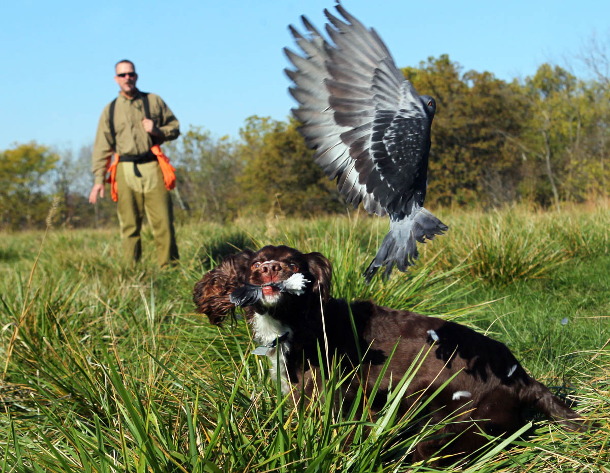Ray Takmajian watches as his dog Belle, an English Cocker Spaniel, flushes a pigeon during a training session. Takmajian, along with a group of Spaniel owners, is hoping to become the first Spaniel Hunt Test Club in Illinois. They practice quartering in the field on the property of Danelle and Larry Oliver in Dorsey Ill. 