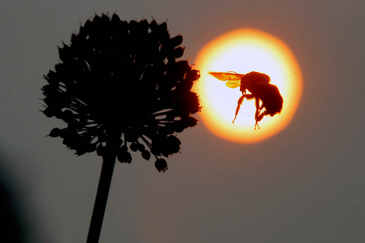 A bee flies around flowers along the Colonial Parkway Wednesday evening as the sun begins to set. 