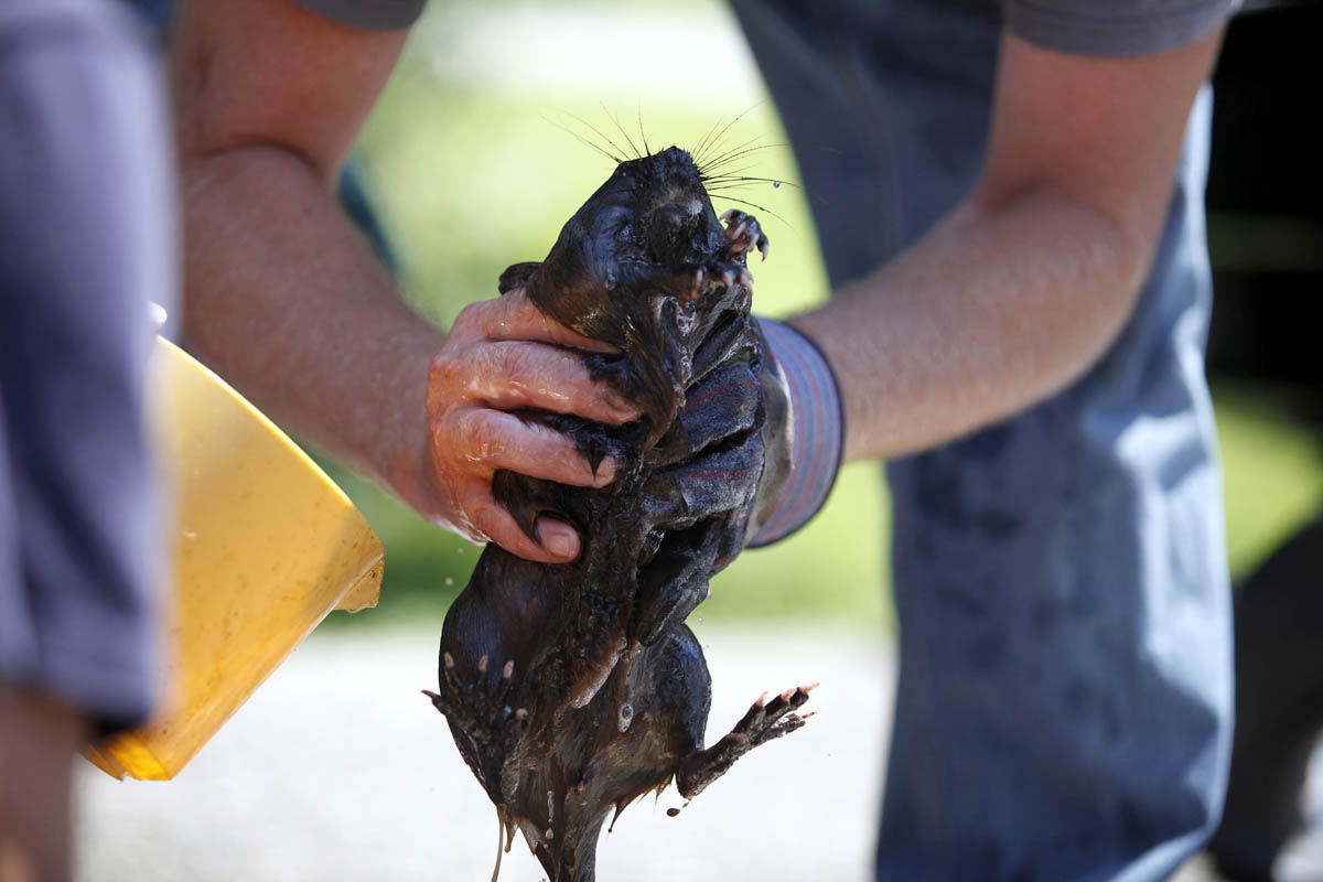 Dave Jenkins of Marshall holds onto a muskrat as a group attempts to clean oil from the animal. The oil coated thousands of animals — from turtles to muskrats to Canada geese — and fouled trees, vegetation and floodplains. 
