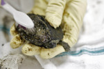 Sarah Klepinger, a biologist from Eaton Rapids' Wildside Wildlife Rehabilitation Center, uses a toothbrush to remove oil from a map turtle at the animal care center in Marshall. Many animals died in captivity or had to be put down because they were too damaged to survive. Nearly 50 volunteers were helping center staff care for animals. 