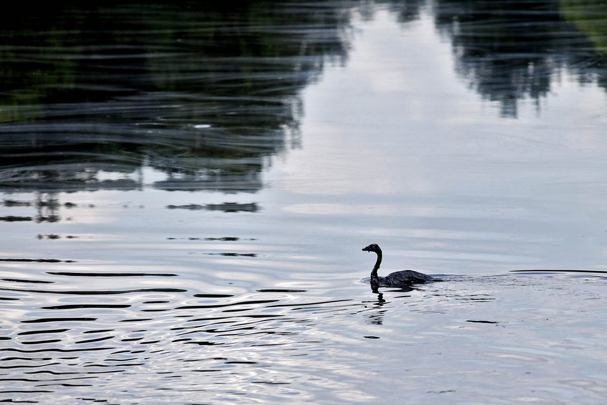 An oil-soaked Canada goose swims through crude oil that streches from bank to bank in the Kalamazoo River. State officials estimate it won’t be until 2015 that the river will be back to normal. 
