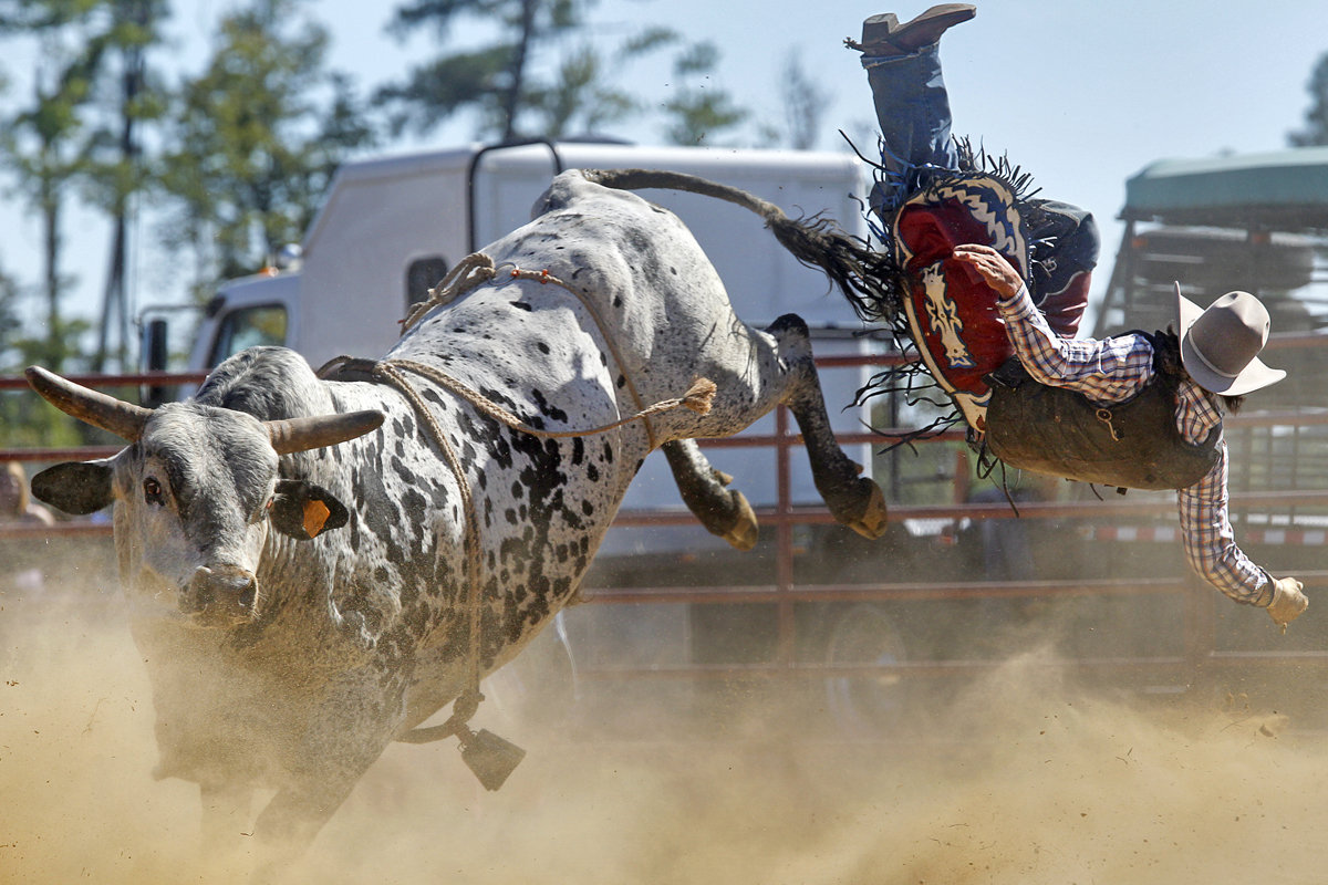 Dusty Muncy of Polk City, Florida flies through the air after being bucked off a bull during Sunday's bull riding competition at the Isle of Wight County Fair. Fifteen riders competed Sunday afternoon in an attempt to ride a bull for eight seconds. 