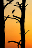 A great blue heron rests atop a tree as the sun sets over the James River Monday evening March 21, 2016. 