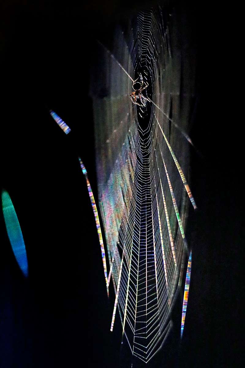 A spider waits in a web in the early hours of Tuesday morning on September 8, 2015.