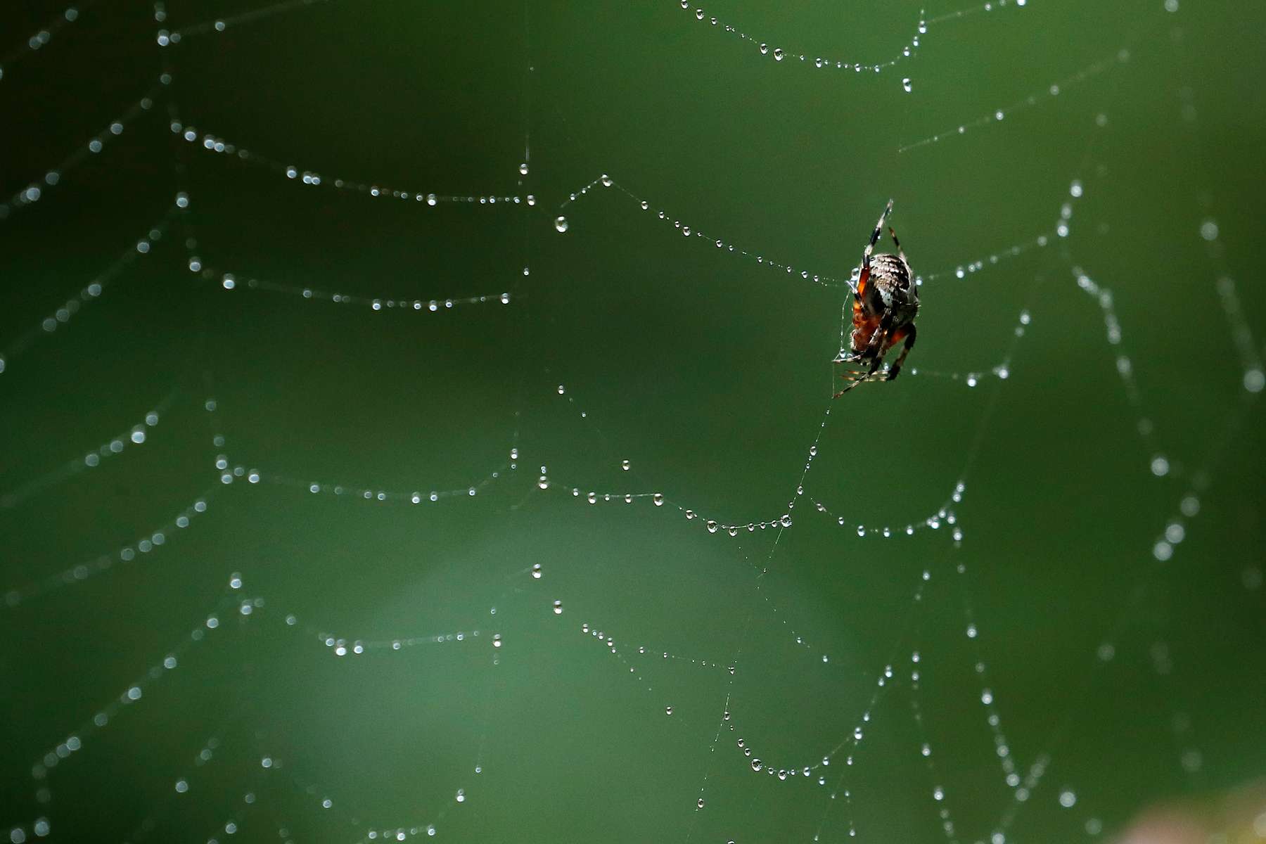 A spider rests as rain drops cling to a web Tuesday afternoon September 26, 2017. 