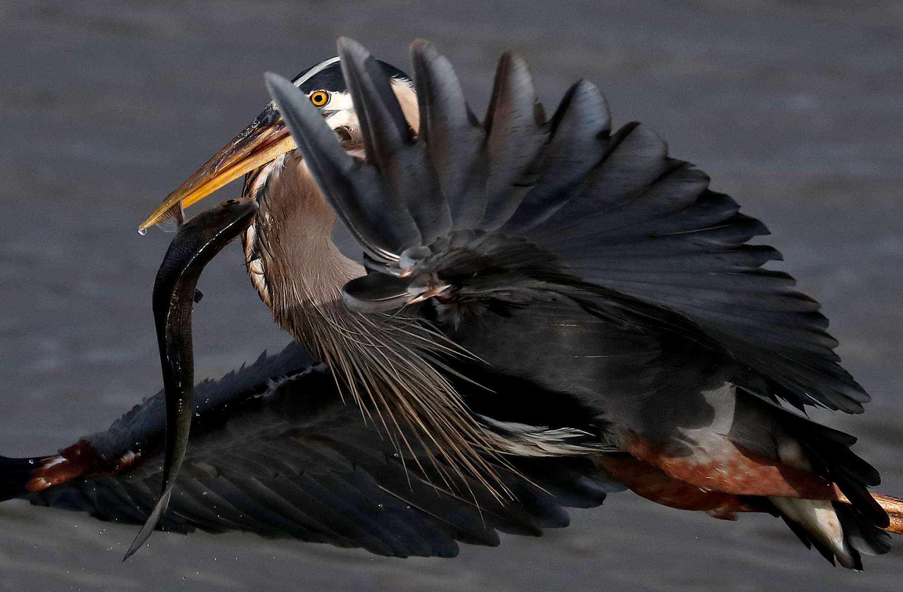 A great blue heron takes flight after catching a fish in the James River Monday evening May 13, 2019. 
