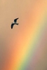 A seagull flies through the air above Lake Maury as a rainbow appears in the sky Monday December 2, 2019. 