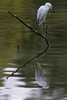 An egret rests on a branch above the water of Hampton's Indian Creek Tuesday morning September 15, 2020. Officials have said an algae bloom is responsible for a fish kill in Hampton’s Indian Creek. 