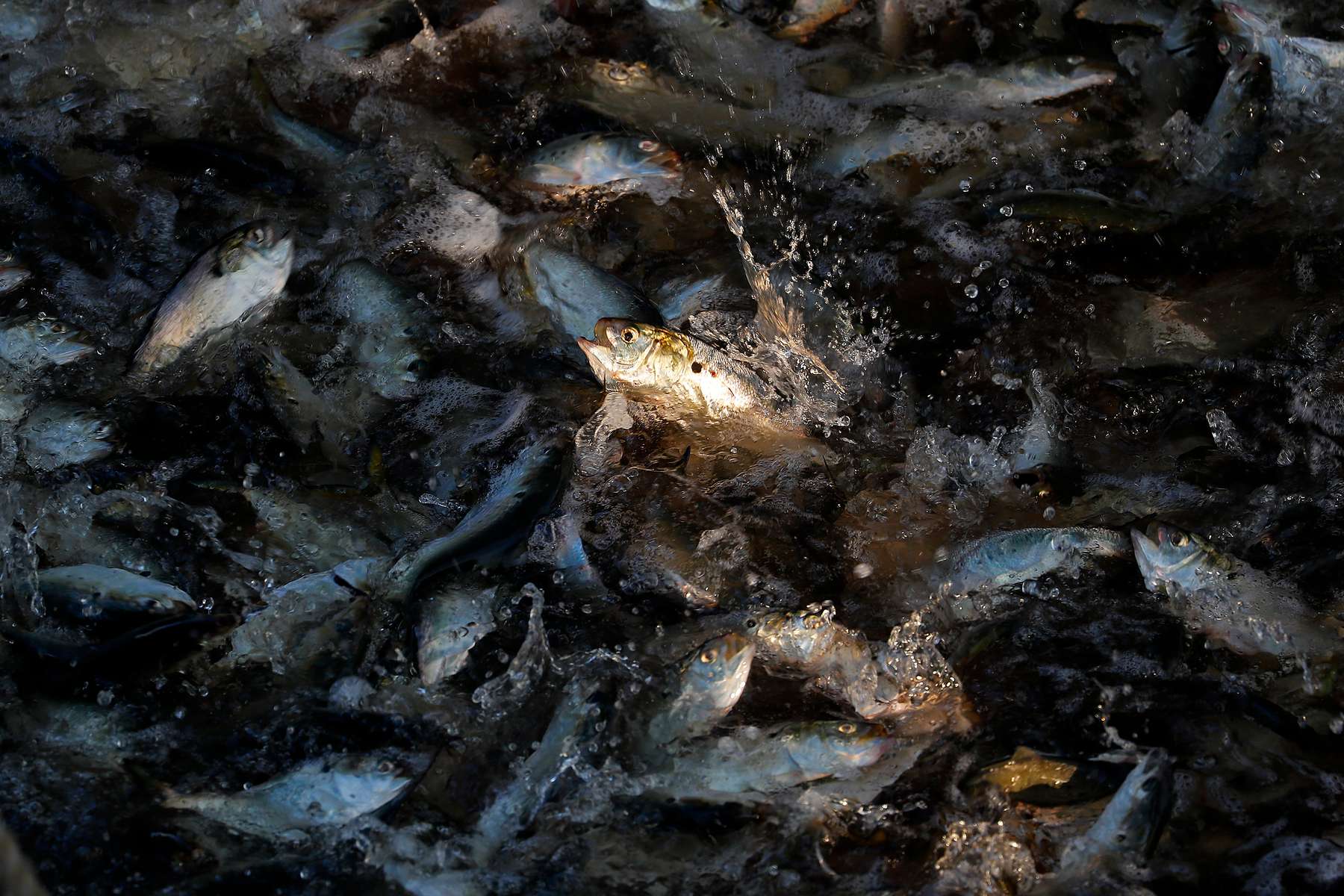Menhaden jump from the water as fishermen of the Cockrells Creek begin to raise a seine net Tuesday morning September 3, 2019. The 15 fishermen of the 185-foot long Cockrells Creek are part of the Omega Proteins fleet that fish for menhaden in the Chesapeake Bay and Atlantic Ocean. The oil of menhaden is full of omega-3 fatty acids that makes them a valuable source of nutritional supplements, and at Omega’s plant in Reedville the fish are processed for fish oil and fishmeal. 