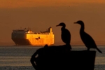 A pair of cormorants watch as the sunset reflects off of a ship heading into the Chesapeake Bay Friday evening January 18, 2019. 