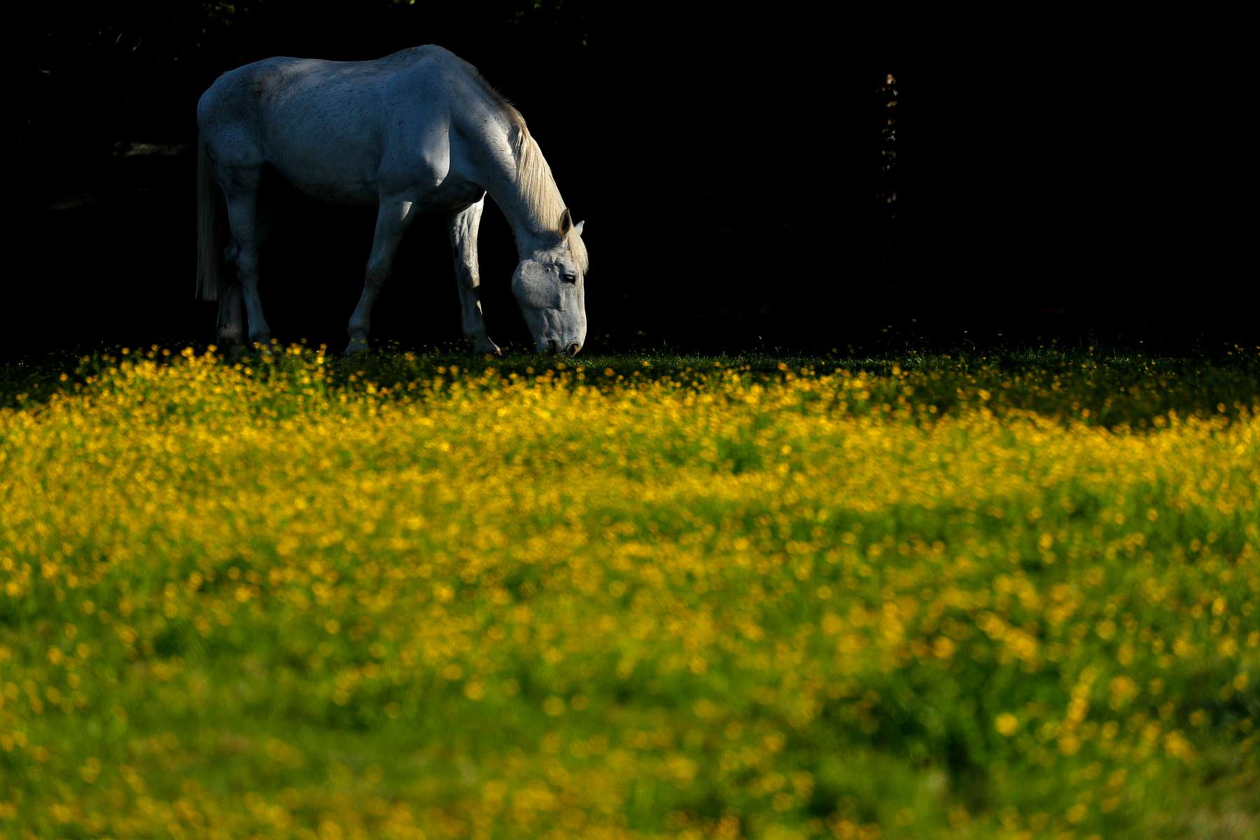 A horse grazes in field surrounded by yellow flowers near York Street in Williamsburg Friday evening May 3, 2019. 
