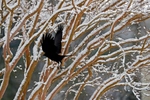 A crow departs a snow covered tree at The Mariners' Museum and Park Thursday morning January 28, 2021.