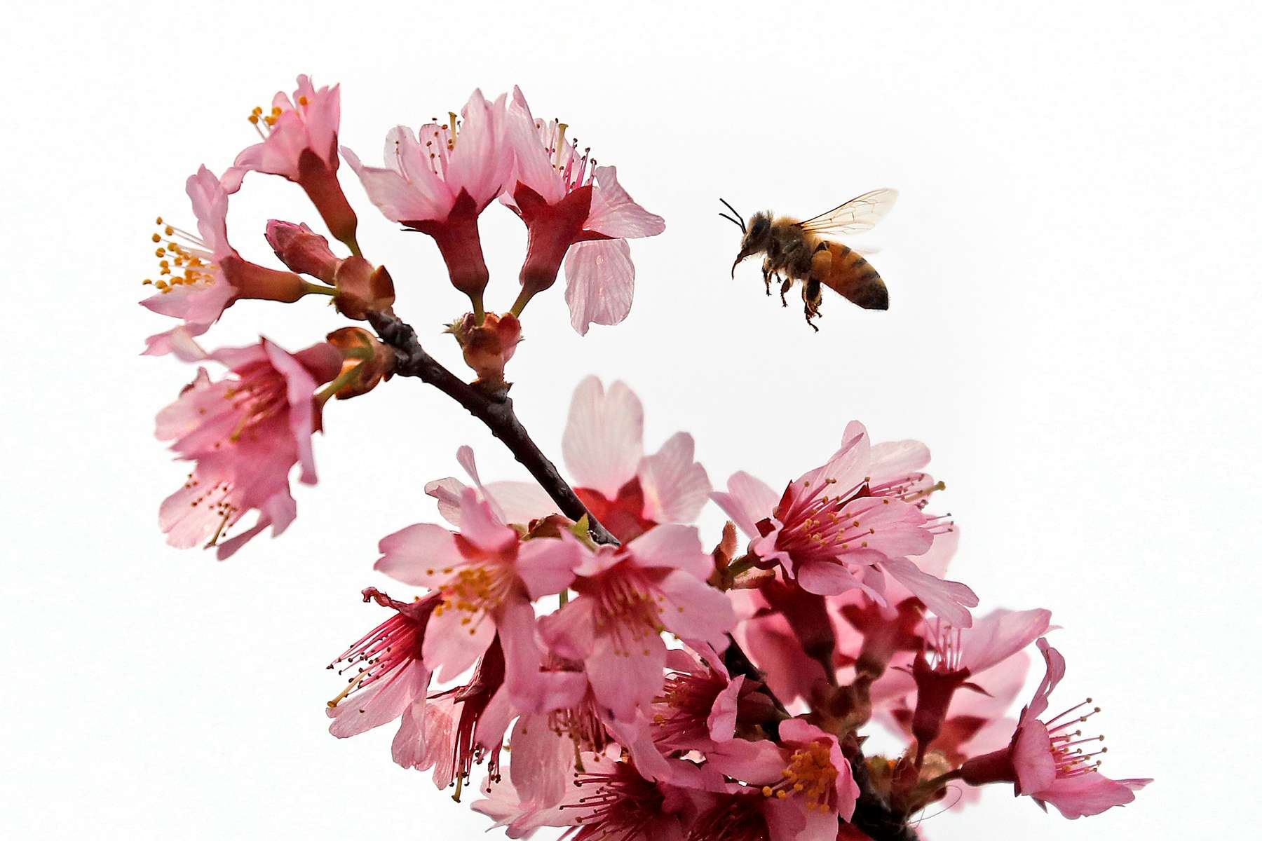 A bee flies between blossoms on a tree in Newport News Monday afternoon February 10, 2020. 