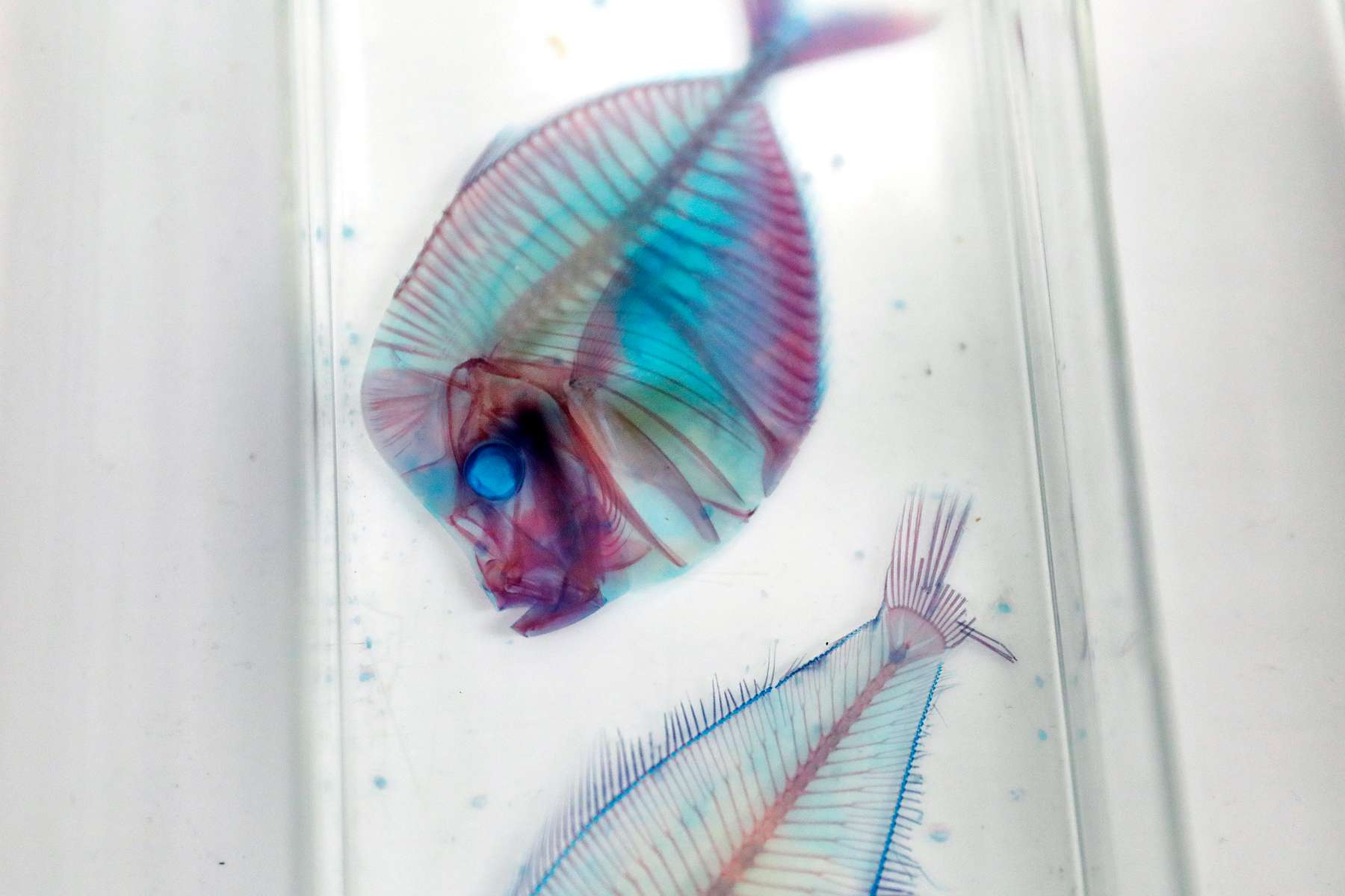 A cleared and stained moonfish is seen at the Virginia Institute of Marine Science Nunnally Ichthyology Collection in Gloucester Wednesday December 8, 2021. 