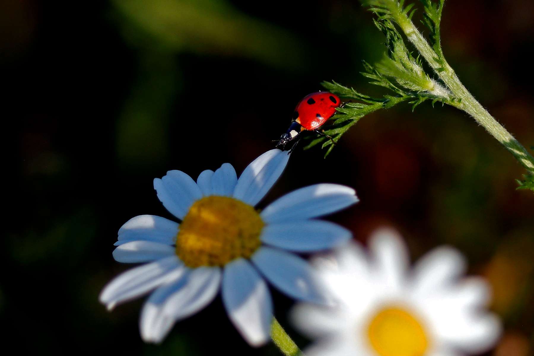 ladybug01