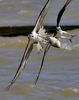 Ospreys battle for a fish while flying above the James River Tuesday afternoon May 2, 2017. 