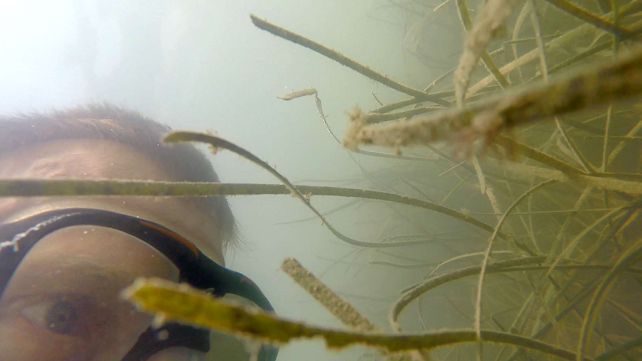 Paul Richardson swims through seagrass in the water of South Bay off the Eastern Shore Tuesday morning with other VIMS scientists looking for bay scallops August 1, 2017. The scientists were conducting a scallop survey, collecting, measuring and counting ones they found as part of an effort to rehabilitate the stock by restoring seagrasses. 