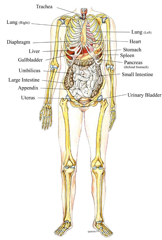 Skeleton And Organs Diagram