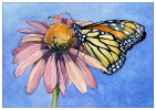 monarch_butterfly_for_web