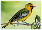oriole_for_web