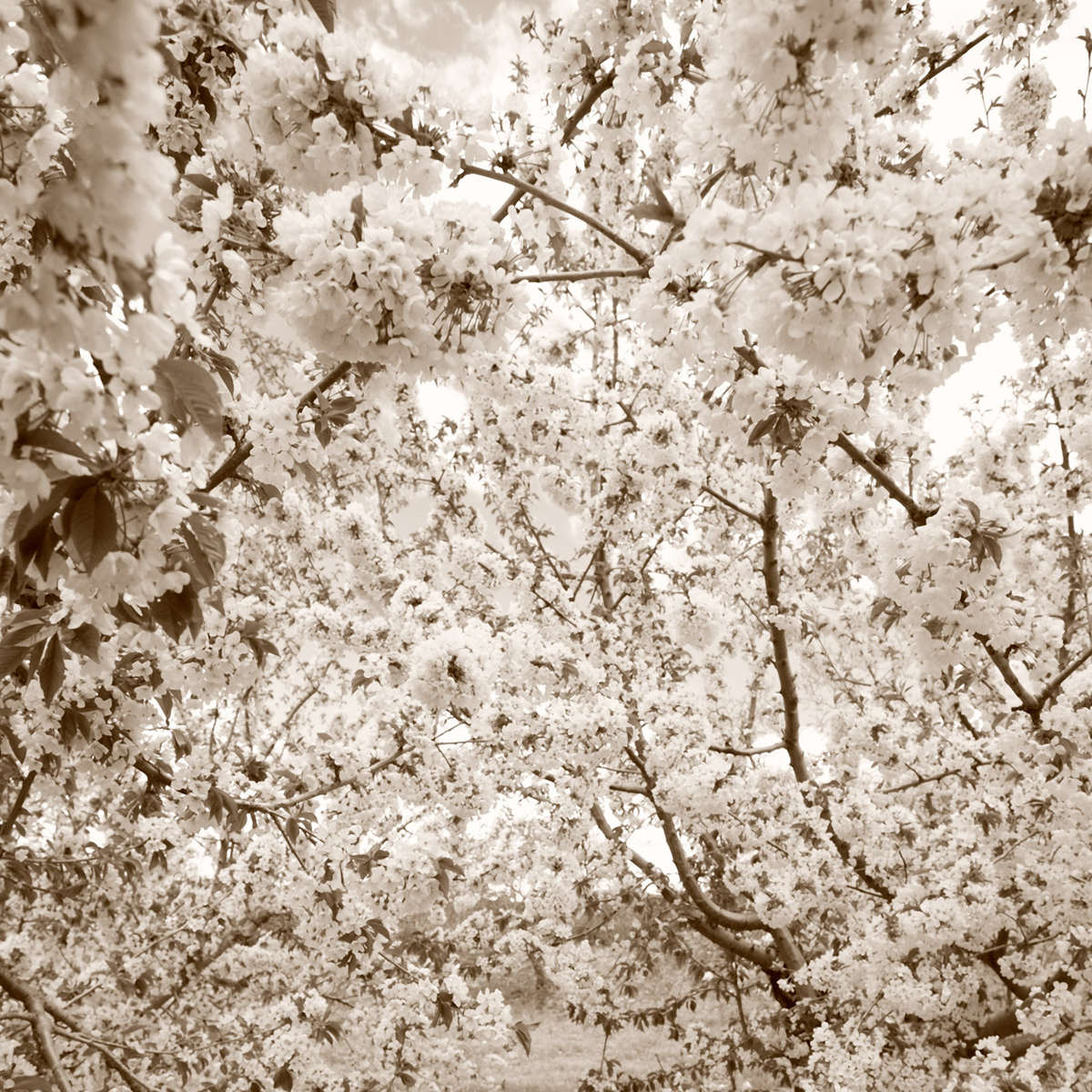 Cherry Blossoms · Torres, Jaén