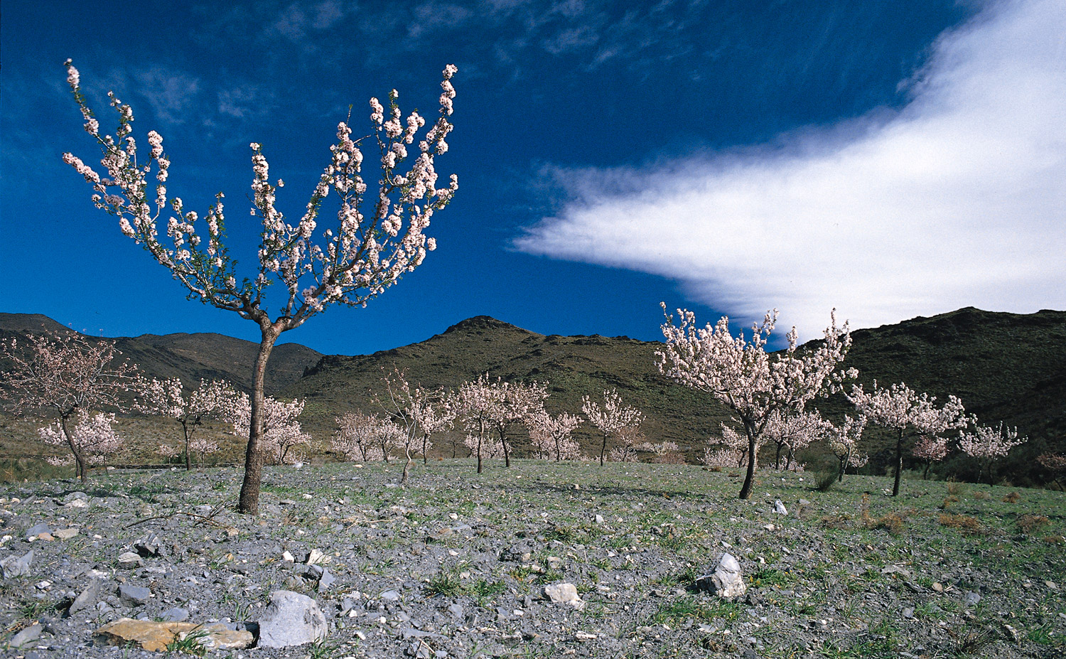 Almond Blossoms · Senés, Almería