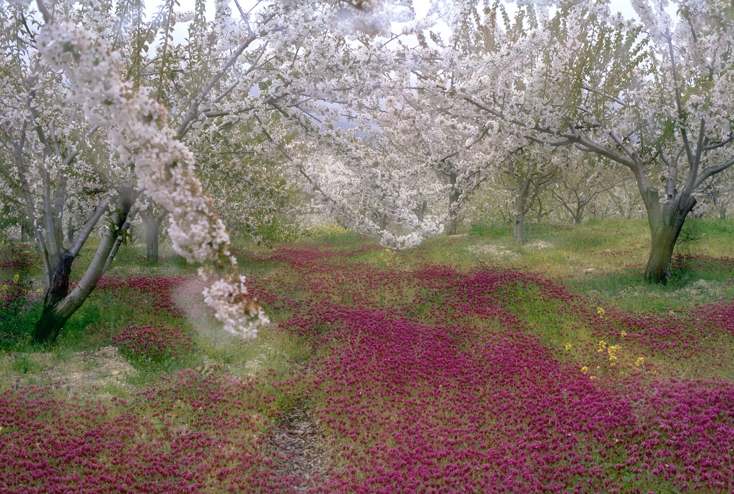 Cherry Blossoms · Torres, Jaén