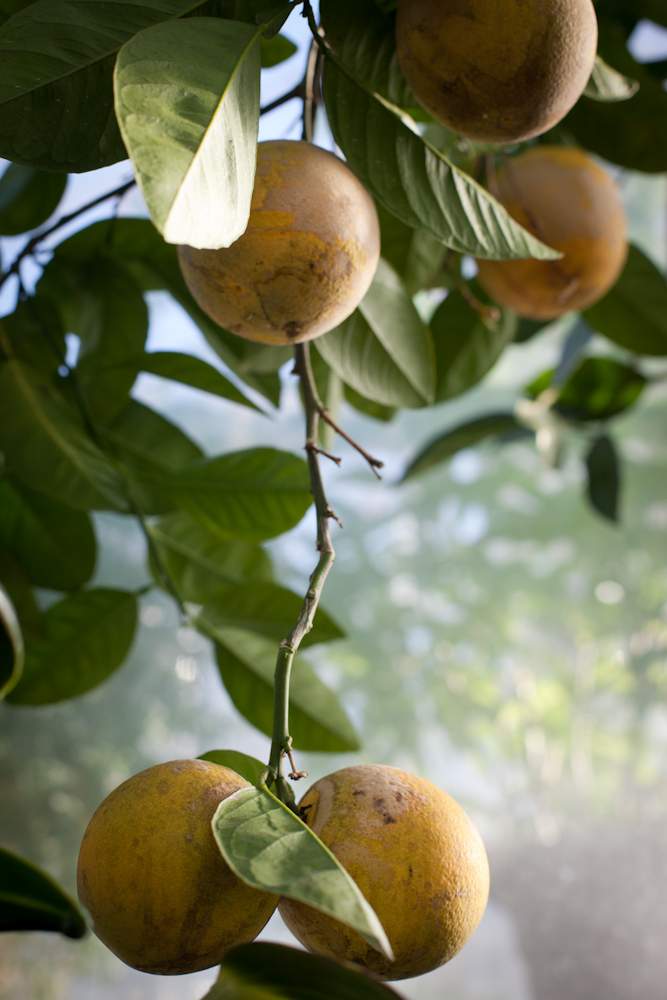 Citrus growing in a greenhouse. 