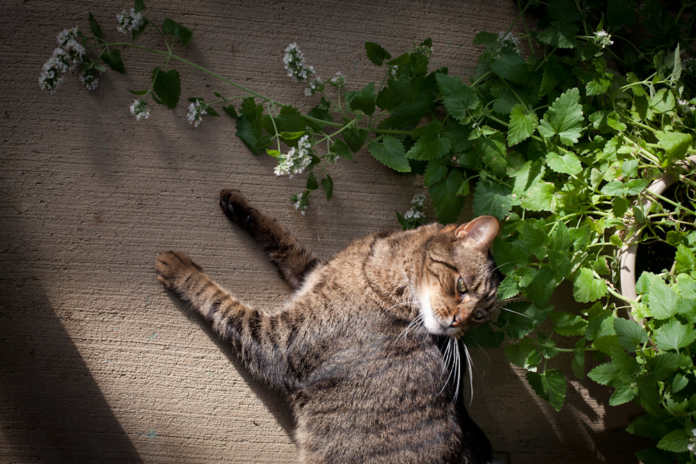 Eli the cat rests surrounded by cat nip which is growing in the greenhouse. 