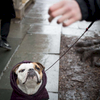 Layla bulldog, sits as her dog walker tries to get her to take a walk offering her a treat on 4th St. near Lafayette.