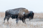 Bison-in-Snow
