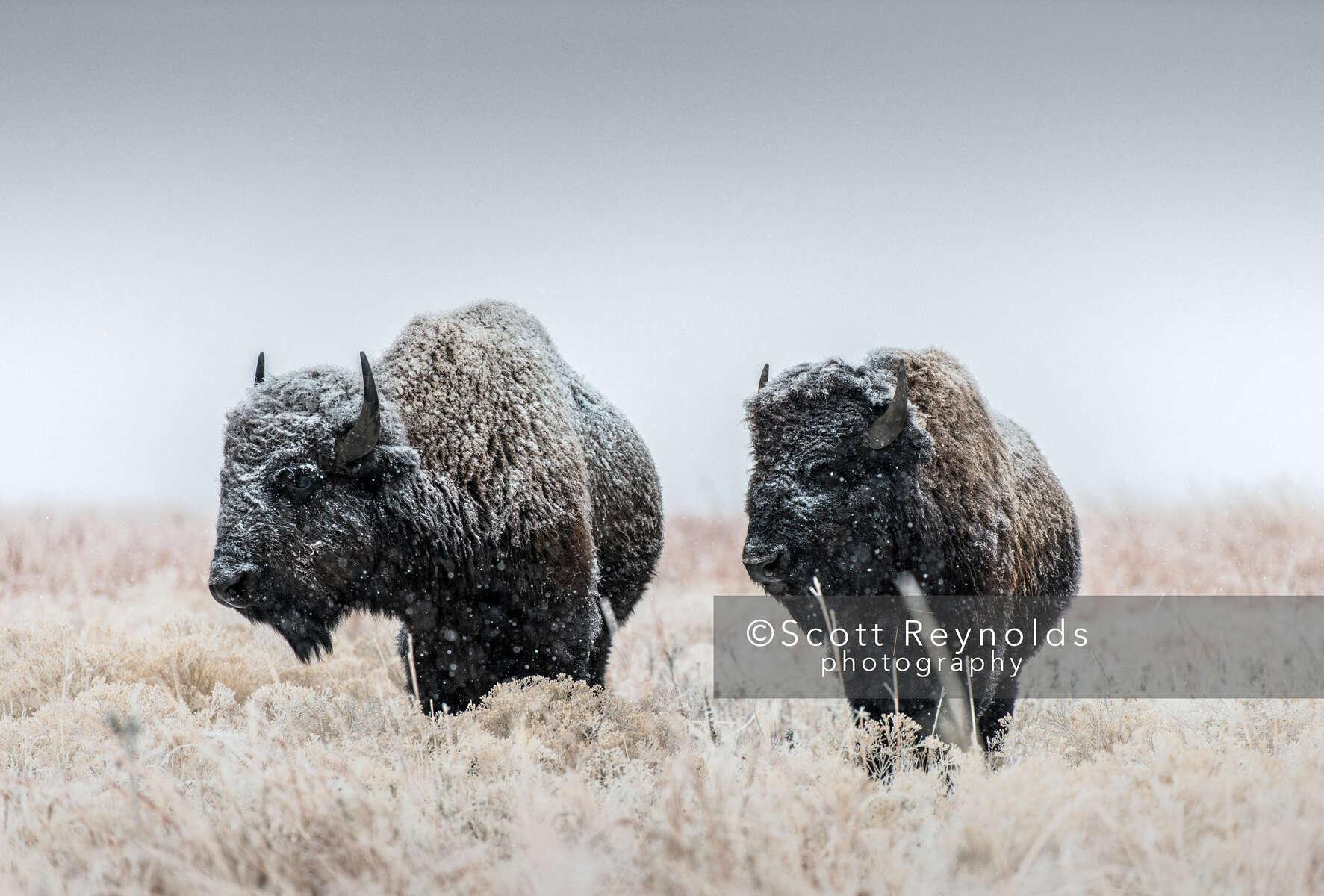 Photographing BisonI captured both of these photographs at the Tallgrass Prairie National Preserve in the Flint Hills of Kansas on separate visits. The preserve is a window into what the great plains were once like, and hosts a herd of over 100 bison. I deliberately photograph them during snow storms as it helps me appreciate the way they handle environmental extremes and winter allows me to showcase their full coats before any shedding occurs in warmer weather. Hiking into the preserve and finding the herd roaming freely is always a bit surreal, as they are an intimidating presence to encounter. Time seems to slow down on shoot days as I follow their grazing patterns through the Windmill Pasture during snowfall.