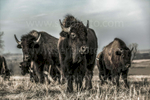 bison-group---RSH_0742--web