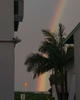 palm-rainbow-sign-california-2020-1