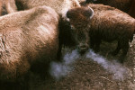 Photograph entitled Bison snorting in cold weather, Konza Prairie