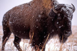 Bison_in_winter_2