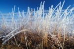 Photograph entitled Ice coated tallgrass, Kansas Flint Hills
