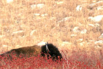 Photograph entitled Lone bison and winter berries, Kansas Flint Hills