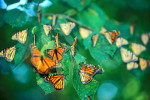 Photograph entitled Monarch butterfly migration through the Kansas Flint Hills