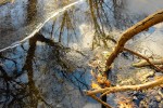 Photo entitled reflections of trees in iced-over creek
