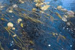 Photo entitled grasses and leaves in icy stream