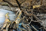 Photo entitled fallen trees in prairie creek