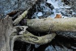 Photo entitled fallen tree and leaf in icyprairie creek