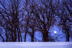 Winter moon and treeline