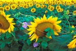 Picture entitled Sunflower field