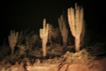 Cactus on the road to Santa Cruz in September 2007