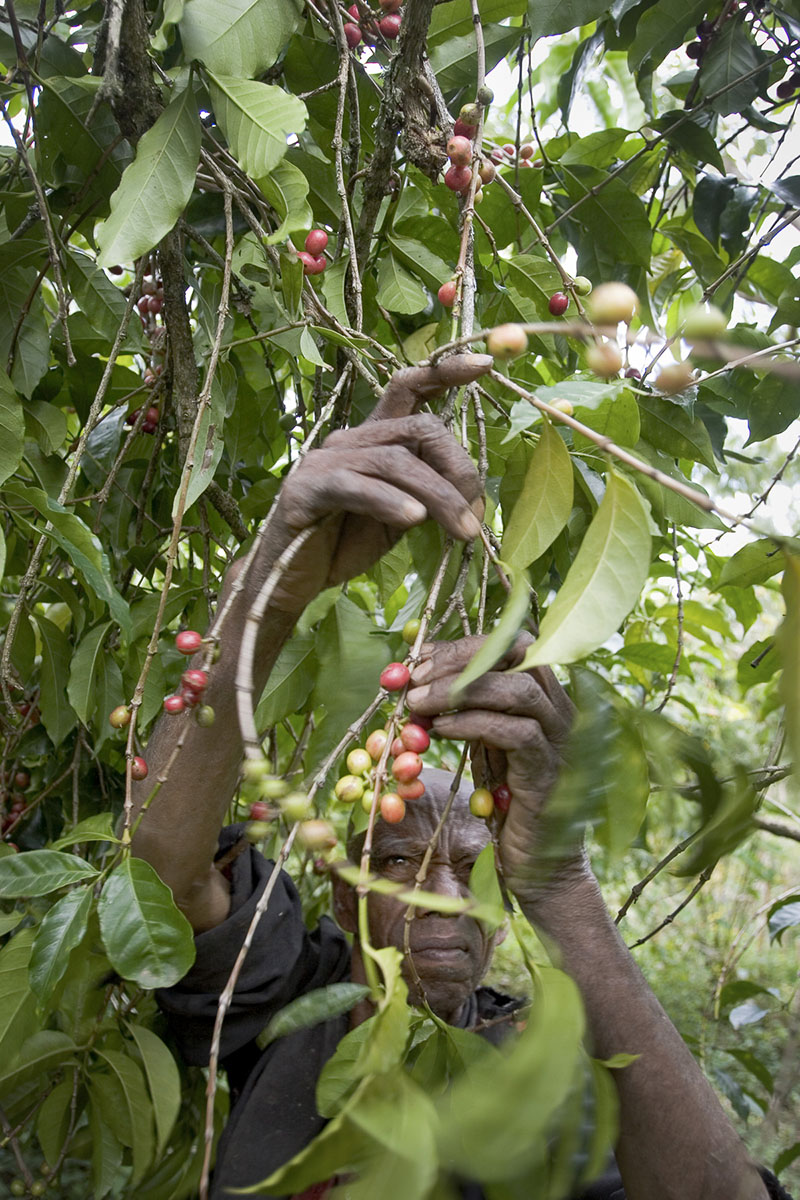 Bonga, the homeland of coffee. Coffee bean harvest at Cheik Mohamed’s in November 2004